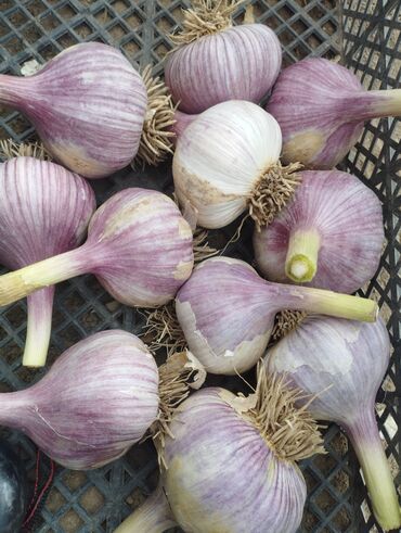 Чеснок: Чеснок Самовывоз — 8