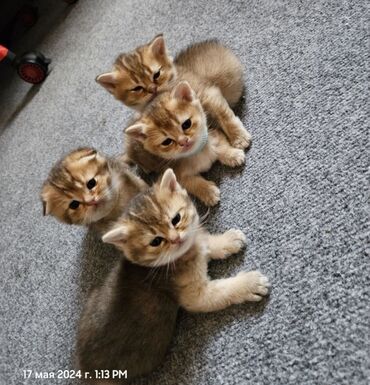 Коты: Котята шотланские золотые шиншиллы. котята чистокровных шотландских