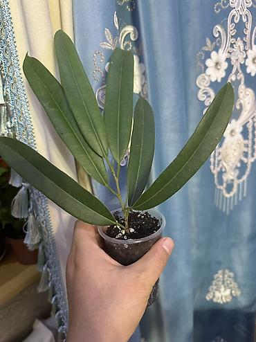 Фикусы: Фикус Али, бенджамин сатылат — 4