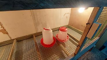 Зоотовары: Брудер для цыплят. универсальный Брудер жожого бодоного коенго хомяка — 23