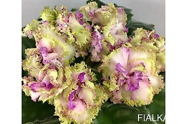 Фиалки и глоксинии: 🌱🌺🌱 Продаю сортовые ДЕТКИ стандартных, трейлерныхмини и полумини — 19