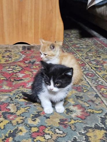 сколько стоит котёнок мейн куна: Кошка даром: Беспородная, 1 месяц, Мальчик — 5