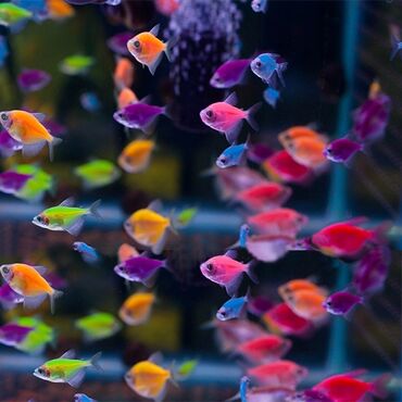 Akvariumlar: Baliglar reng be reng buyrun