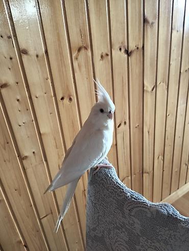 Tutuquşları: Növ: Nimfa tutuquşusu (Cockatiel), albino/lutino-ağ rəng Rəng: Tam ağ — 5