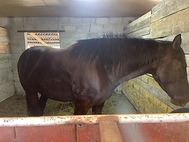 m horse: Продаю | Кобыла (самка) | На забой, Для разведения, Конный спорт | Племенные — 6