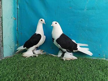 cütləşdirmə: Məhsul: Göyərçinlər – ağ-qara rəngdə, tüklü pəncəli, süs və damazlıq — 7