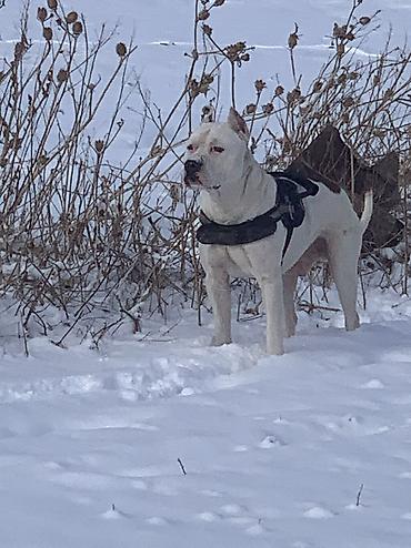 Продажа собак: Питбуль, 1 месяц, Самец — 14