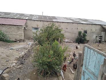 rahat əmlak: Təsərrüfat üçün hazır tövlə/ferma binası - Bir mərtəbəli, geniş — 1