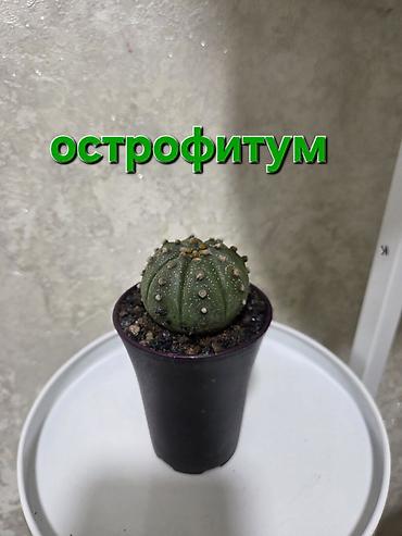 Антуриумы: Антуриум и кротон в кашпо - Антуриум с белыми прицветниками и — 25