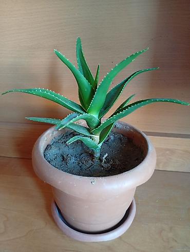 xoruz otu bitkisi: Aloe Vera bitkisidir. Bitki yaşıl rəngli, qalın, ətli yarpaqlara — 2