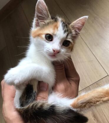 собачка в добрые руки в Азербайджан | Коты: Домашний котенок, девочка, 2 месяца, бесплатно в добрые руки