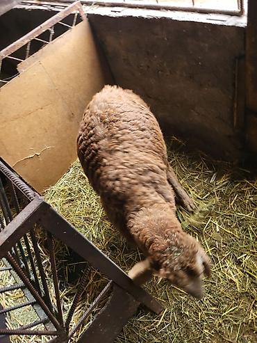 Баран, овца: Продаю | Баран (самец) | Гиссарская, Эдильбаевская, Арашан | Для разведения | Племенные, Осеменитель — 9