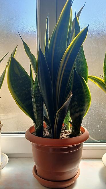 sakura ağacı: Məhsul: Otaq sukulentləri – Pul ağacı (Crassula ovata) və Aloe (Aloe — 9