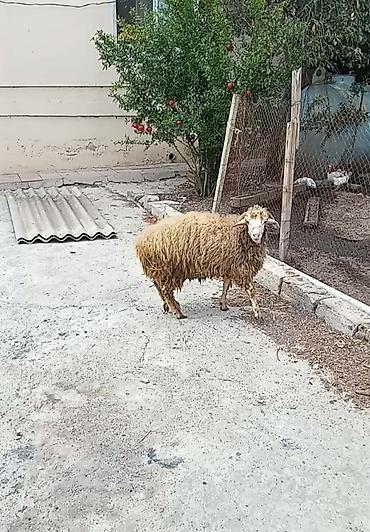 cins kecilər: 7 ayliq dir erkek dir kok dir suber hyvan dir 400 manat - Növ: Qoyun — 1