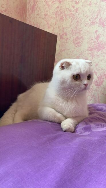 Pişiklər: Şotland, Dişi, Yaxşı əllərə, Pulsuz çatdırılma -da lalafo.az — 14 Pişiklər: Şotland, Dişi, Yaxşı əllərə, Pulsuz çatdırılma — 14