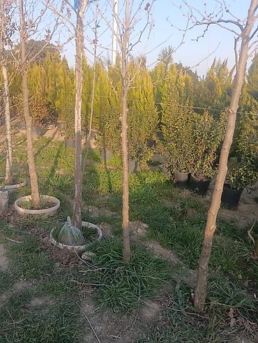 agaci: Dekarativ agaclarin topdan satişi çatrlmasi ekilmesi rulon qazon torf — 8