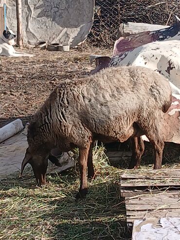 Бараны, овцы: Продаю | Овца (самка) | Для разведения | Матка — 5