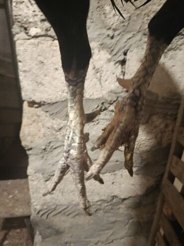 Xoruzlar: Yapon 1 yaş yarımlıq heyvandı problemsiz heyvandı barter yalnız şamo — 12