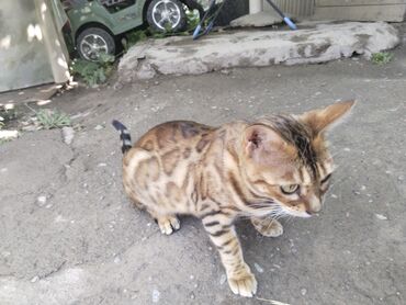 где можно купить кошку: Кошка, порода Бенгалская тигровая, Самка 2 года.Порода чистая без