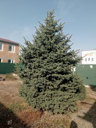 инструмент для огорода: Ель зелёная - Породная голубая окраска хвои: от серебристо‑голубой до