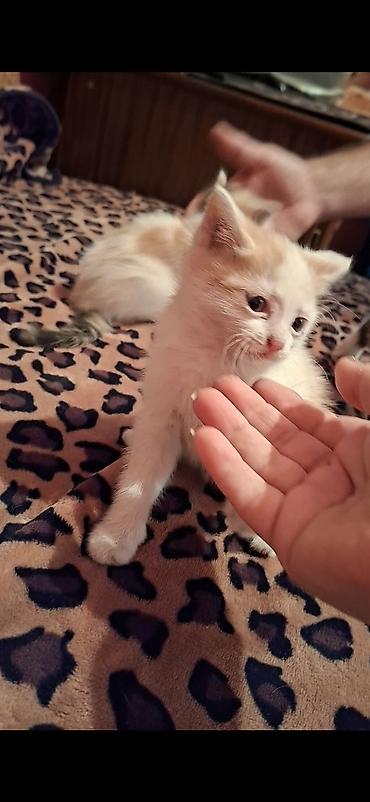трехцветная кошка: Котята 2 мес два мальчика и трех цветная девочка уже кушают всё ходят — 2