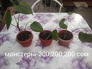 Другие комнатные растения: Комнатные растения 1) Сансевиерия (сансевьера, «тещин язык») - — 9