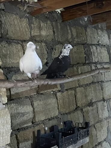 Göyərçinlər: Ev göyərçinləri dekorativ və uçuş üçün. - Rənglər: ağ, qara‑ağ — 7