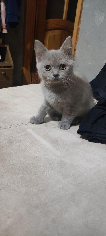 отдам кошку в хорошие руки: 100azn. Shotland 3aylıq dişi. wc rahat sekilde oyrenib torpaga edir
