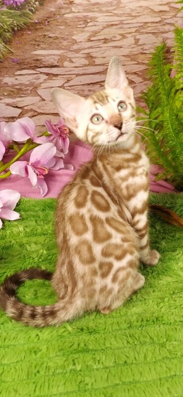 Продажа кошек: Друзья !!! питомник Бен Гла Мур с радостью предлагает новый помет. от — 21