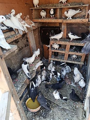 it bazari hardadi: Satlr içdə ucsdu Qusarda var 0708017784 baxa bilmrm — 2