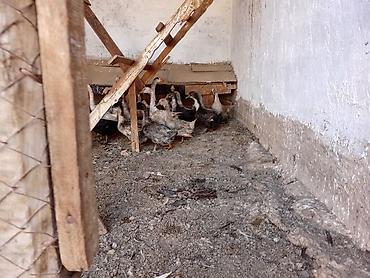 Продам с/х животных: Молодняк водоплавающей птицы. - Вид: утята и гусята смешанных пород — 3