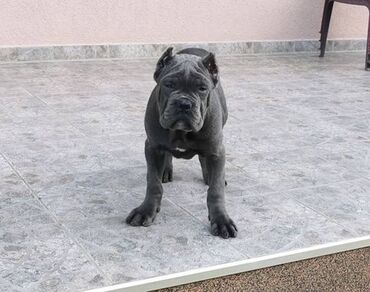 Psi: Ako tražite vernog člana porodice, obratite se nama i postanite — 2