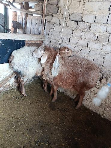 Баран, овца: Продаю | Овца (самка) | Для разведения | Матка — 4