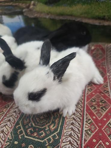 Dovşanlar: Dovşan yemi 2-azn Bala Dovşanlar 5azn. Apilka (Yonqar 1.50azn) — 12