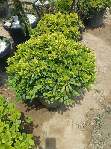 Bağbanlar: Salam bağ evlərində, Abyektlərdə parklarda bağban xidməti görülür — 14