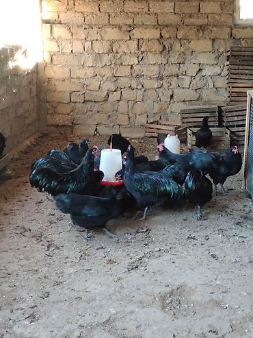 Toyuqlar: Toyuq, Australorp, Yumurtalıq — 10