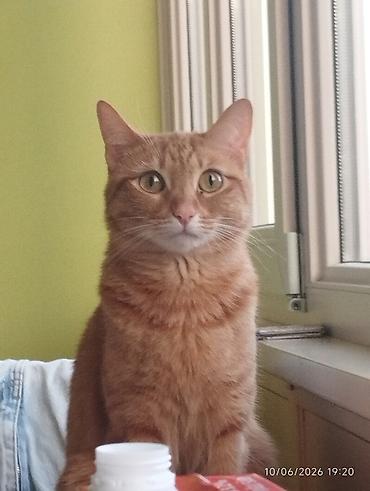 Кошки: 🐈 Очаровательная рыжая кошка ищет новый дом! 3-летняя, добрая и — 5
