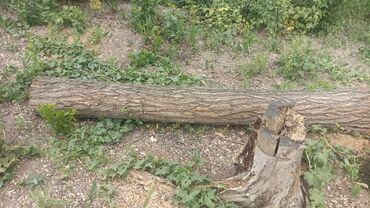 Дрова: Дрова Карагач, Самовывоз — 7