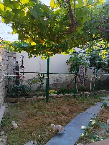 Həyət evləri və villalar: Sabunçu qəs. 3 otaqlı, 63 kv. m, Orta təmir — 3