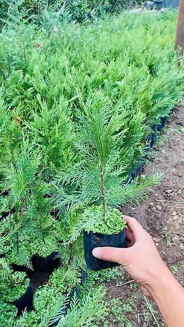 Leylandira /leyland tipli dekorativ iynəyarpaq) fidanları – torfla