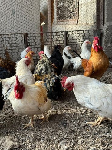 купить клетку для декоративного кролика: Декоративные куры петухи