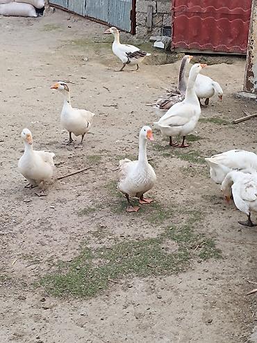 yumurta hinduşka: Qaz sürüsü – yerli təsərrüfatda bəslənmiş - Növ: ev qazı (ağ və boz — 10