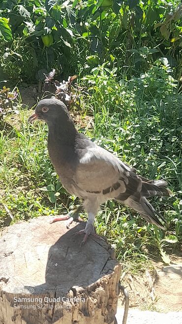 Göyərçinlər: Gövdəsi açıq boz, qanadları tünd ləkəli və boğaz hissəsi qara rəngdə