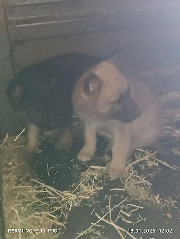 Продажа собак: Черные собаки среднего размера (2 особи). Крепкое телосложение — 11