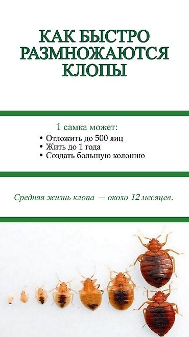 j 3: Дезинфекция, дезинсекция, | Клопы, | Транспорт, Офисы, Квартиры — 2