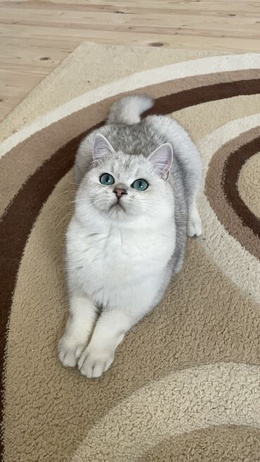 Pişiklər: Britan, Erkək, Cütləşmə üçün -da lalafo.az — 3 Pişiklər: Britan, Erkək, Cütləşmə üçün — 3