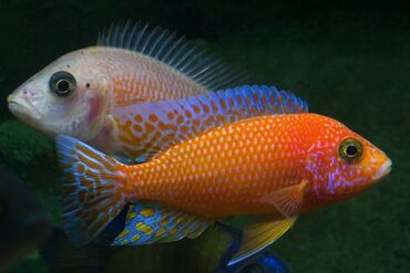 akvarium filteri: Aulonocara Firefish baliqi. Firefish hazir kalon 2 erkek 5 disi bala