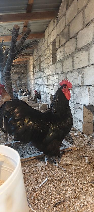 barter xoruz: Orjinal uzunquyruq avstralop cücə və yumurtası — 1