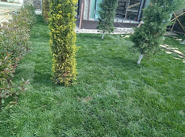 Toxumlar: Super qazon enli yarpaq sıx və alaqsız hörmetli ve deyerli — 2