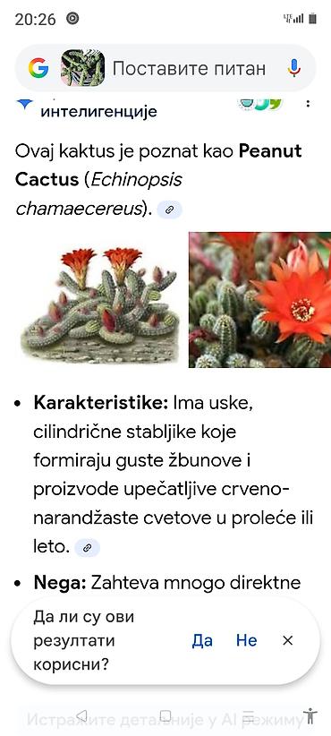 Ostale kućne biljke: Sobne i ukrasne biljke u saksijama – više vrsta - Syngonium — 15